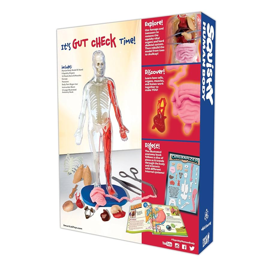 Human Body キット　英語 Amazon.com: SmartLab QPG Lab for Kids, Squishy Human Body